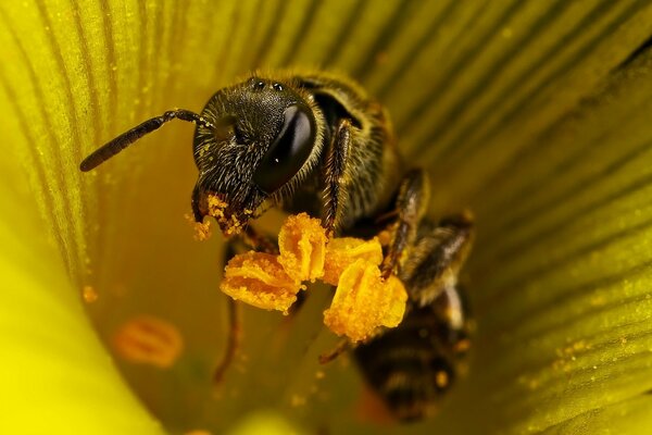 Fotografía macro de una abeja en una flor amarilla