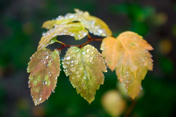 Gotas de rocío en hojas verdes y amarillas