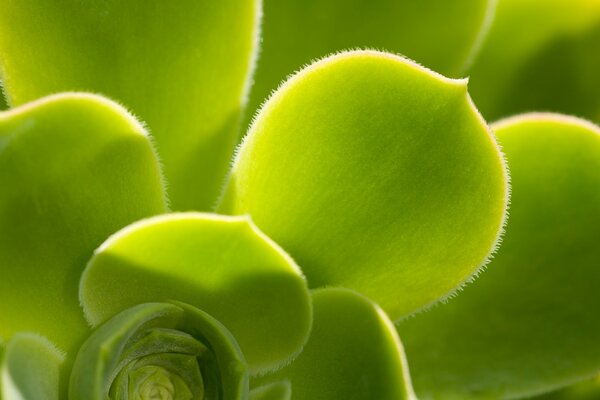 Bellissimo fiore con villi verdi