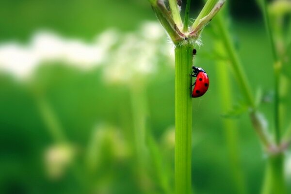 Photo wallpaper nature greenery. Green wallpaper for your phone with a ladybug. Ladybug on the stem of a plant