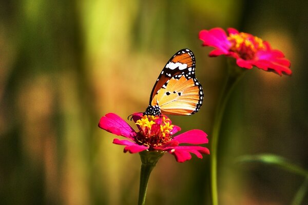 Papillon assis sur une fleur rose vif