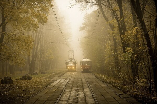 Two trams met in the forest