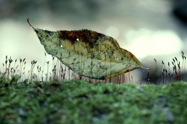 Withering leaf, raised by sprouts