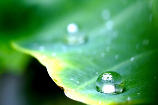 Goutte de rosée sur un pétale vert