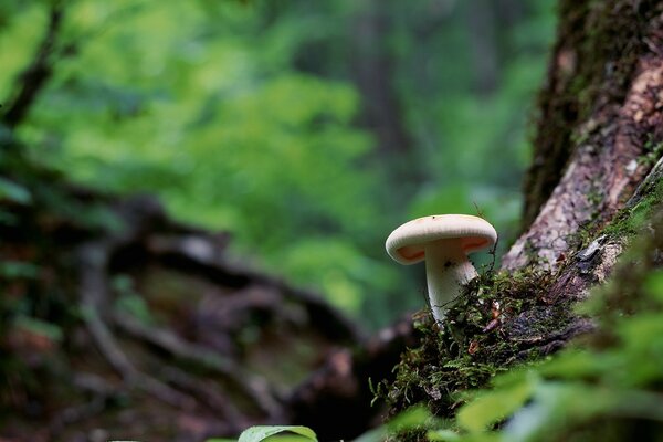 Champignon blanc avec de la mousse de plus en plus autour