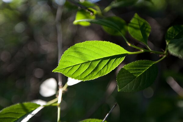 Green leaf in camera focus