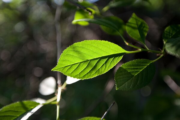 Hoja verde en el foco de la cámara