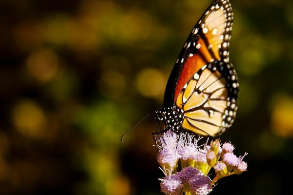 A yellow butterfly sits on a flower