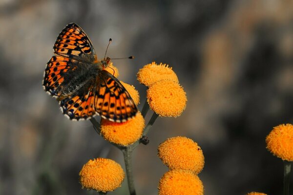 A bright butterfly sits on an orange flower