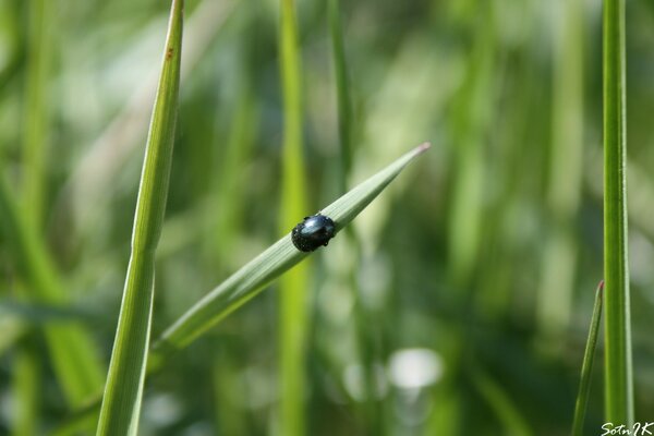 Macro photography of an insect beetle on green grass