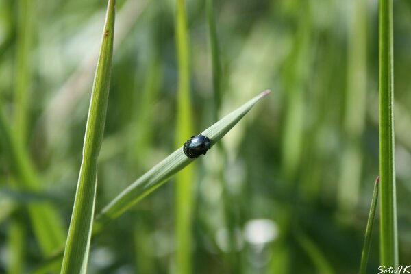 Photographie macro d un insecte Coléoptère sur l herbe verte