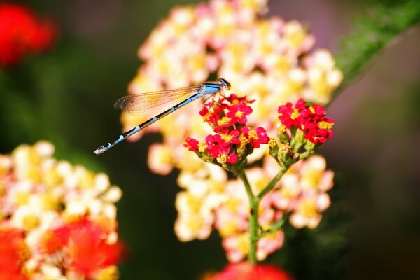 La libellula più piccola ma agile nei fiori si accovacciò