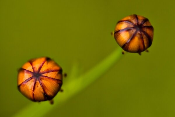 A blurry photo of a plant and two bright fruits. Bright fruits of the plant photo