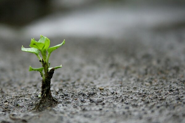 A lonely little sprout on the sand