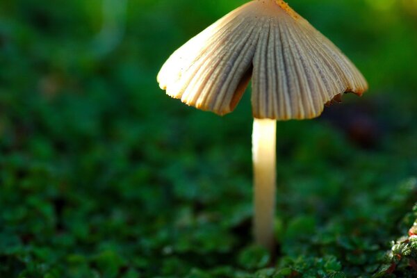 Petit champignon dans l herbe verte