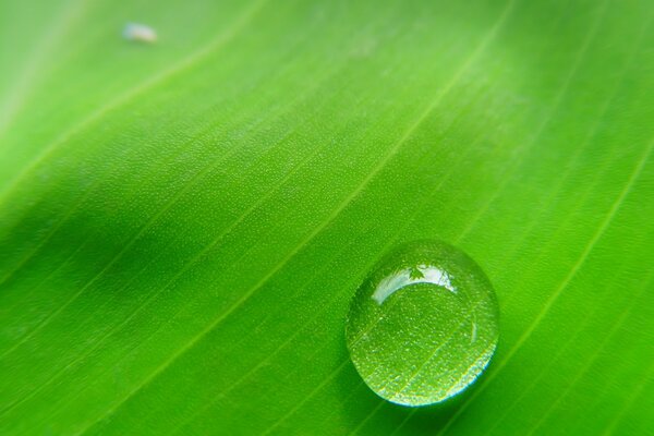 Natural natural lens, leaf greenery is visible through a drop of rain