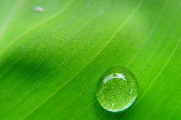 Lente natural natural, hoja verde visible a través de la gota de lluvia