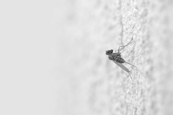 Weiße Mücke auf hellem Hintergrund