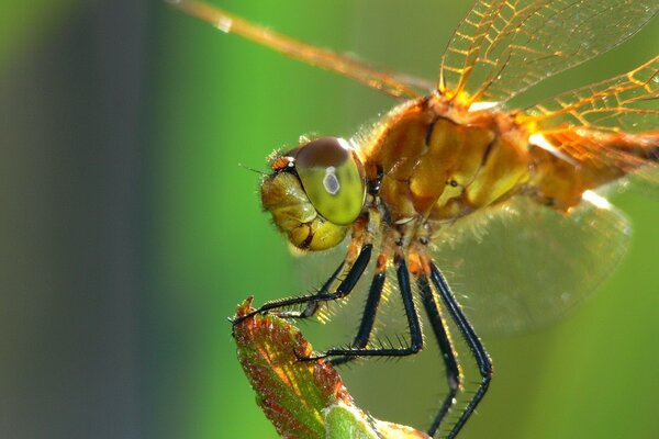 Dragonfly on a blade of grass on a green background