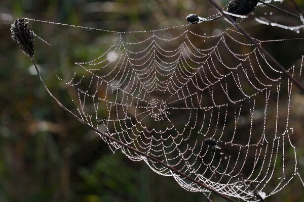 Cobwebs in the dew, a feeling of cold