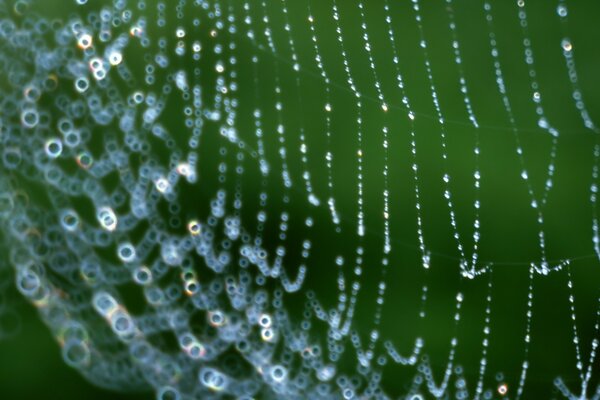 Gotas de rocío en la telaraña contra el fondo de la vegetación