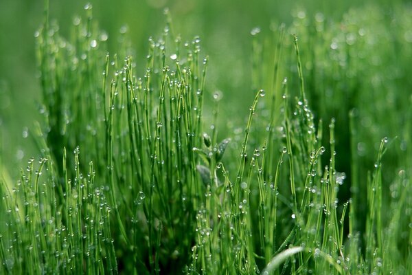 Dew drops on the grass. Beauty