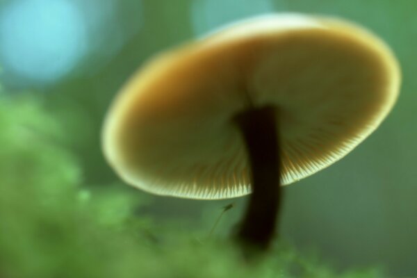 Champignon avec chapeau blanc dans l herbe verte