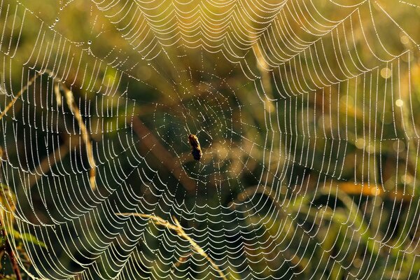 A spider huddles on a wet web