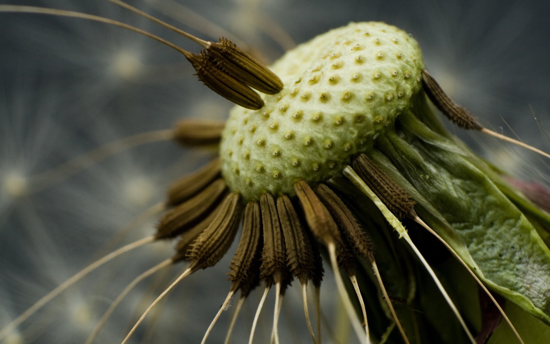 diente de león semillas