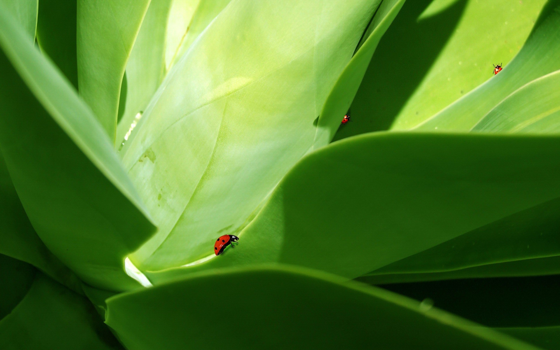 verde foglie scarabeo