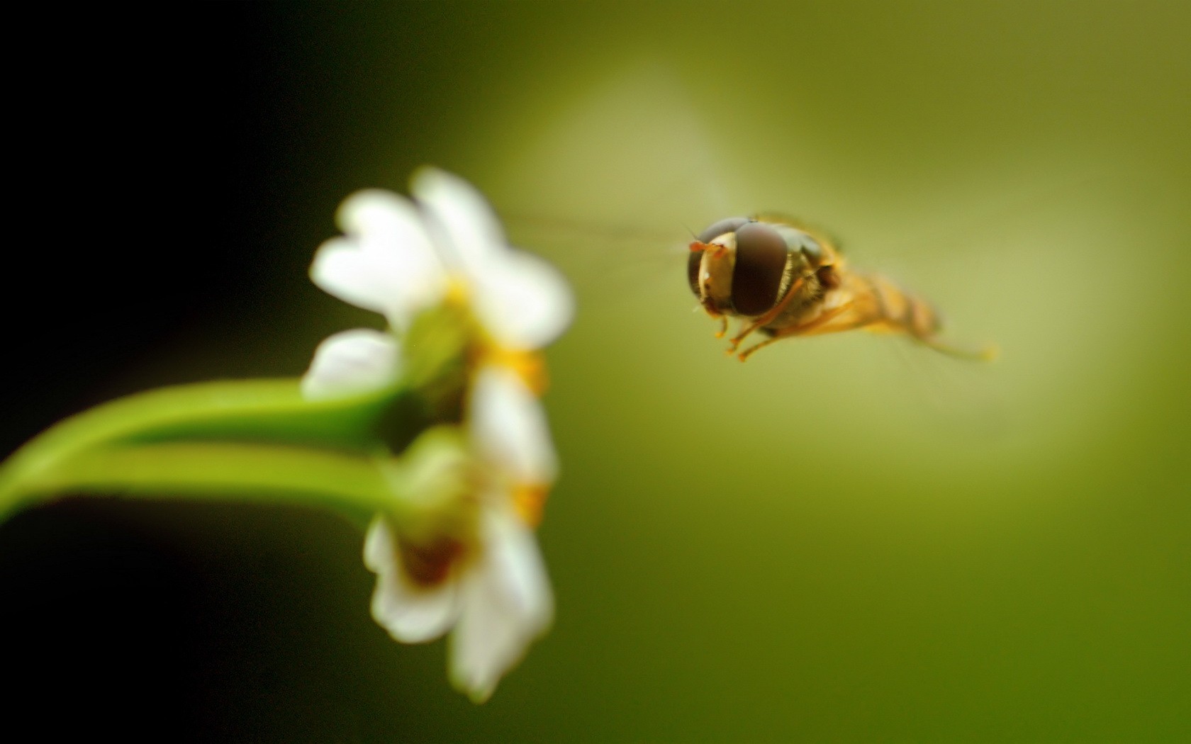 abeille fleur vert