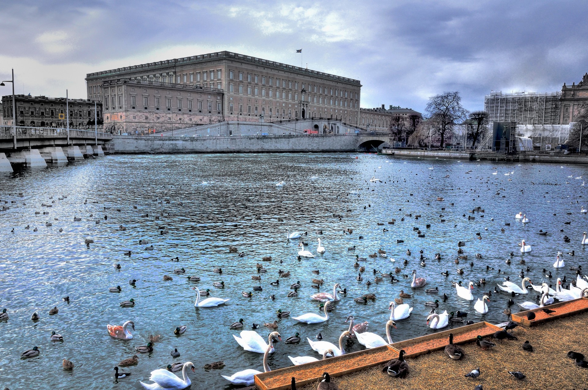 pond stockholm swan