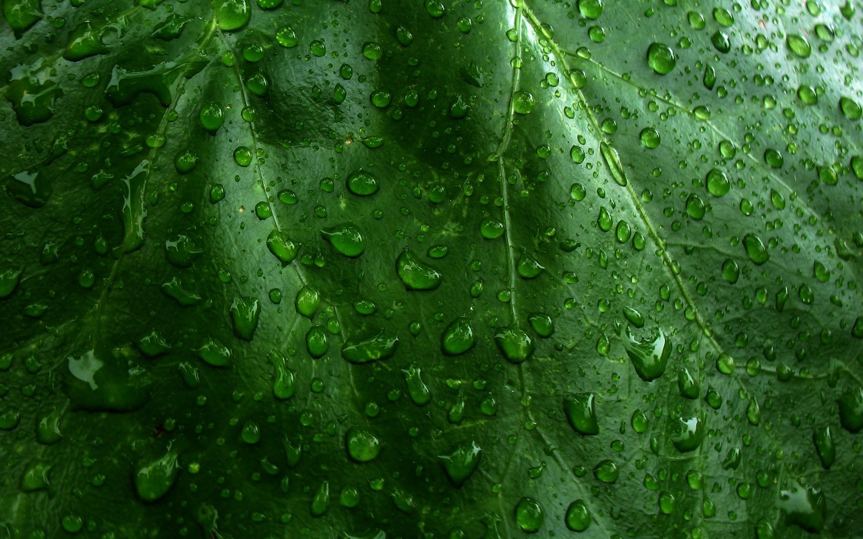 grün blatt tropfen