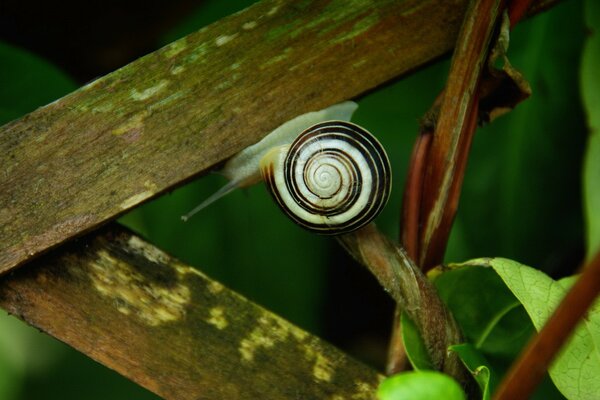 A beautiful snail crawls on a piece of wood