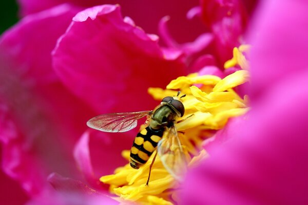 A bee collects pollen on a pink flower