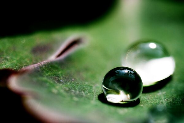 Gocce di rugiada su una foglia verde