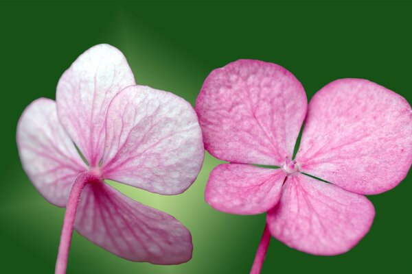 Pink petals like a clover