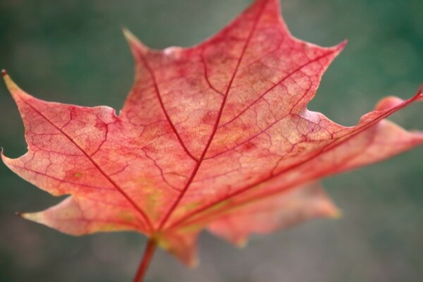 Red leaf on autumn background