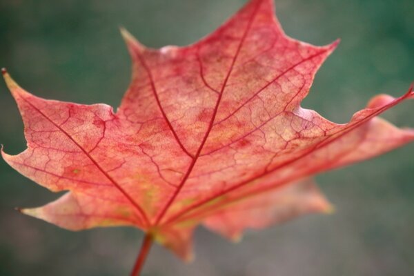 Foglia rossa su sfondo autunnale