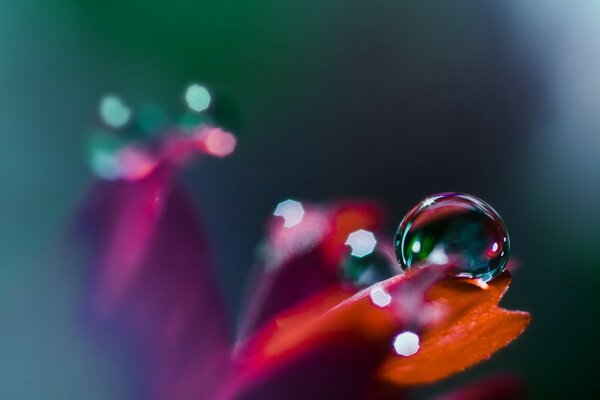 A beautiful drop of water on a flower petal