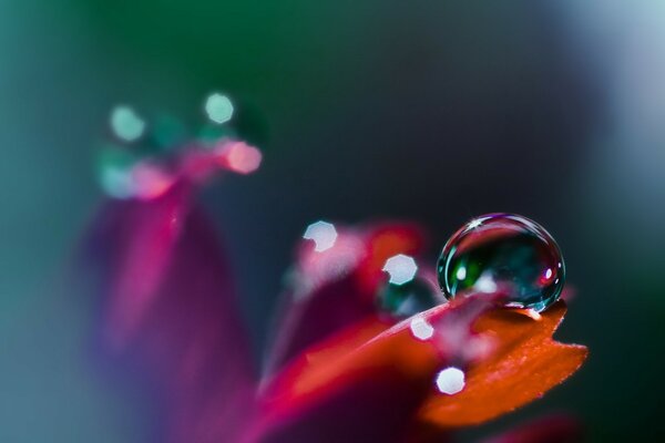 Bella goccia d acqua sul petalo di fiore