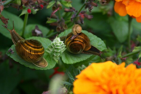 Los caracoles se sientan en dos hojas entre las flores