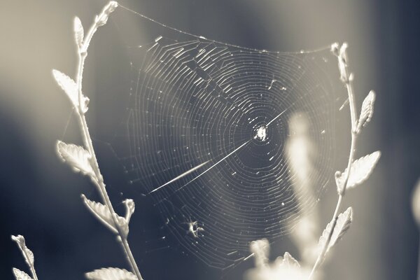 Hermosa telaraña entre las ramas