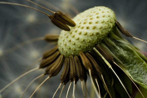 The last seeds on a flown dandelion