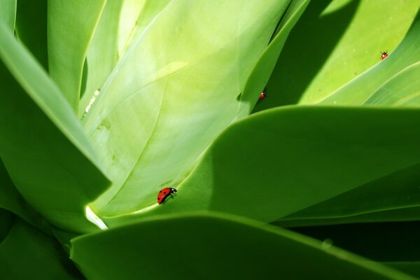 Coccinella rossa su foglia verde