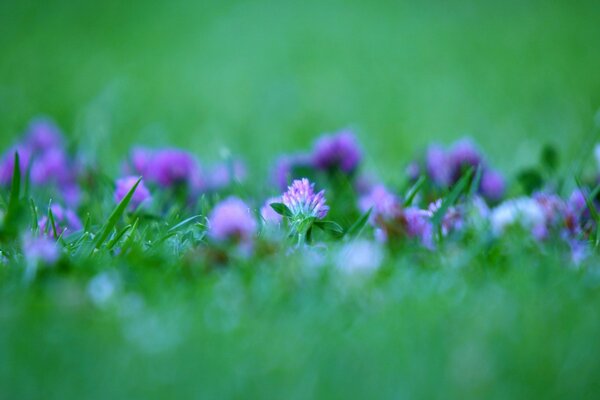 Blumen wachsen mit einem grünen Teppich