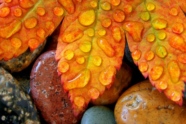 Autumn leaves on stones in drops of water