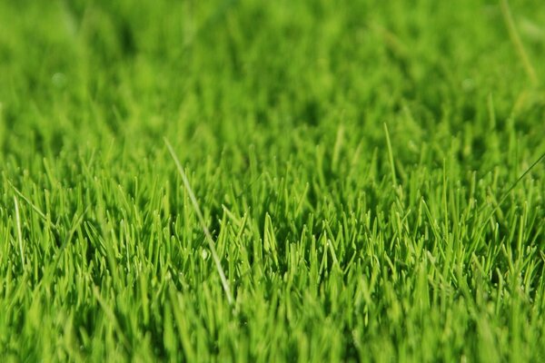 A fragment of the lawn. Green grass close-up