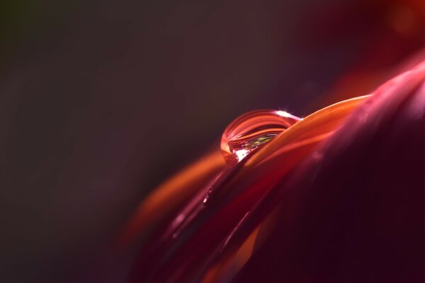 A drop of water on a rose petal