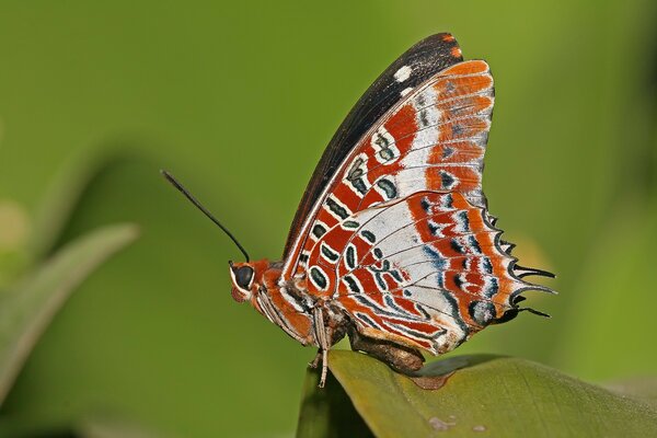 Mariposa con alas rojas en la hoja